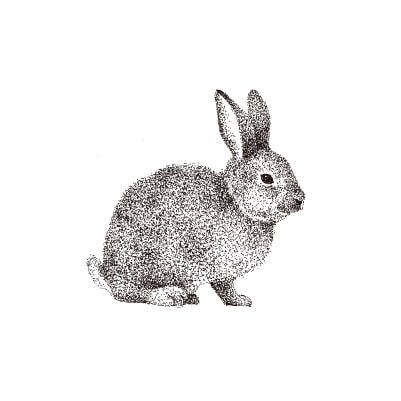 ウサギ
