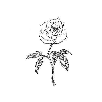 バラ