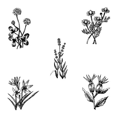 植物(MIX)
